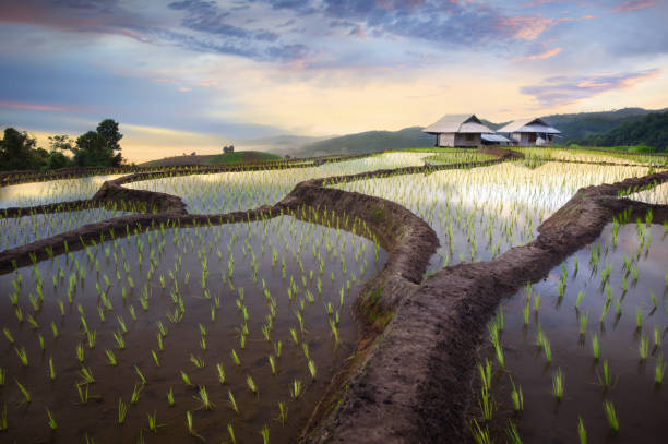 istock Pa Pong Piang Rice fields on terraced in mountain 948369484