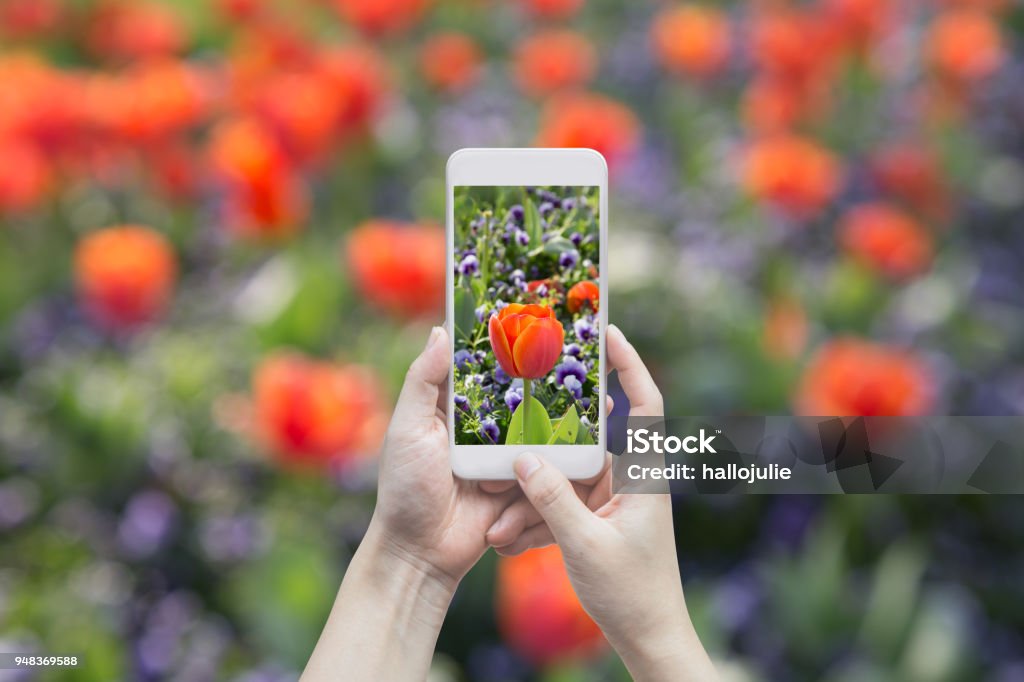 Blooming tulip on the gadget screen Camera - Photographic Equipment, Field, Formal Garden, Internet, Meadow Photography Stock Photo