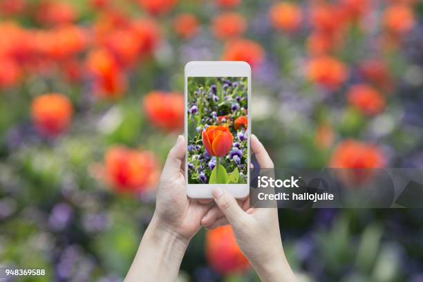 Blooming Tulip On The Gadget Screen Stock Photo - Download Image Now - Photography, Telephone, Photographing