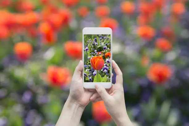 Photo of Blooming tulip on the gadget screen