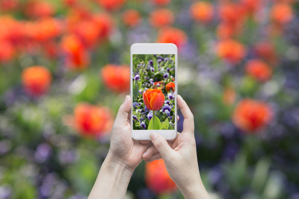 blooming tulip on the gadget screen - nature photographer imagens e fotografias de stock