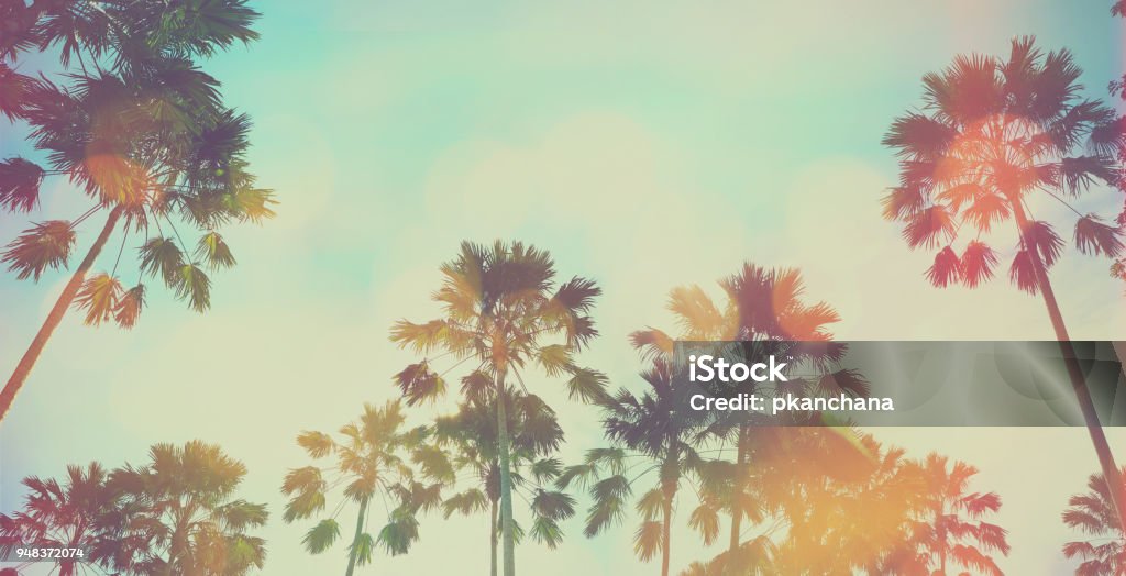 palm tree Looking up to palm tree and blue sky at summer beach. Panoramic soft style with vintage filter effect for banner background. California Stock Photo