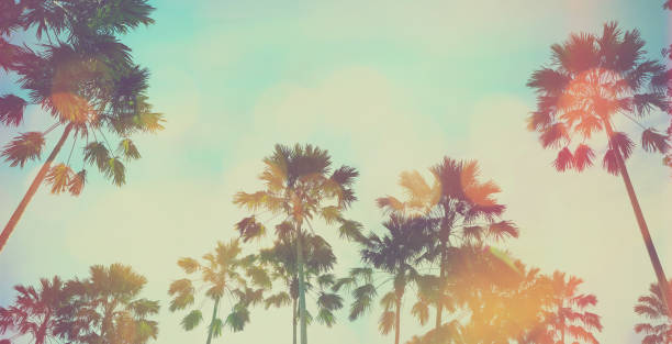 palm tree Looking up to palm tree and blue sky at summer beach. Panoramic soft style with vintage filter effect for banner background. web banner photos stock pictures, royalty-free photos & images