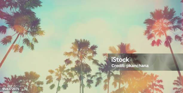 Palm Tree Stock Photo - Download Image Now - California, Palm Tree, Beach