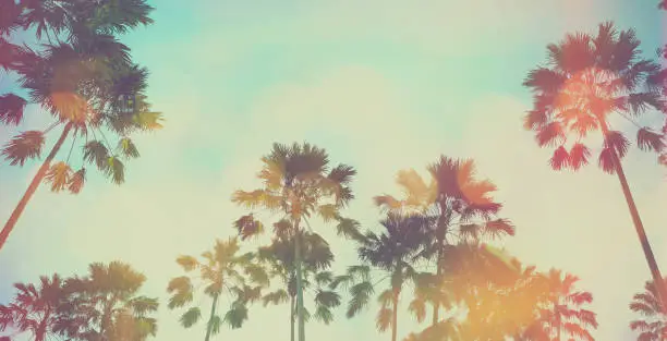 Looking up to palm tree and blue sky at summer beach. Panoramic soft style with vintage filter effect for banner background.