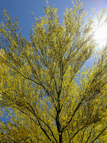 Palo Verde or Parkinsonia aculeata tree golden crone with blooming yellow flowers in Spring, back lit
