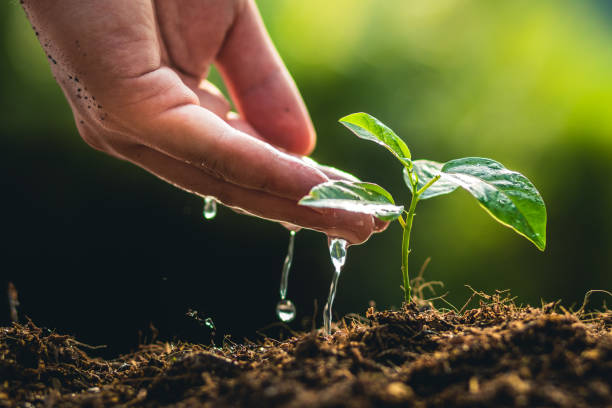 istock Planting trees growth passion fruit and hand Watering in nature Light and background 948380376