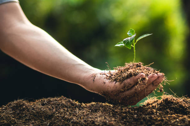 istock Planting trees growth passion fruit and hand Watering in nature Light and background 948380378