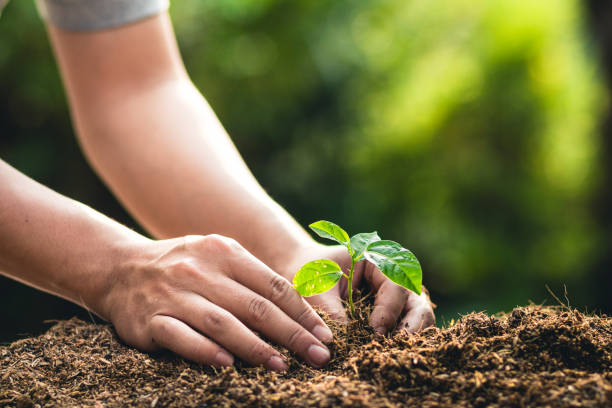 istock Planting trees growth passion fruit and hand Watering in nature Light and background 948380604