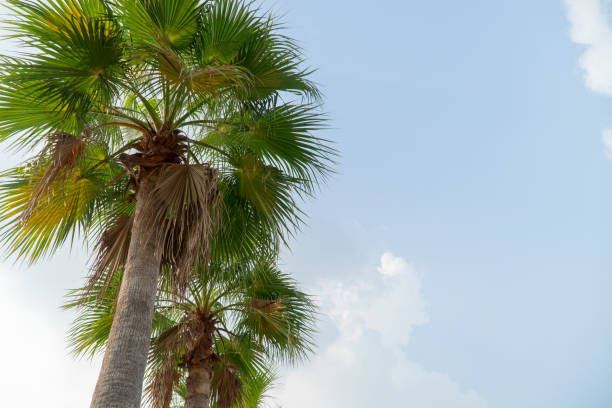 istock Sugar palm tree green and beautiful in garden nature 948383352