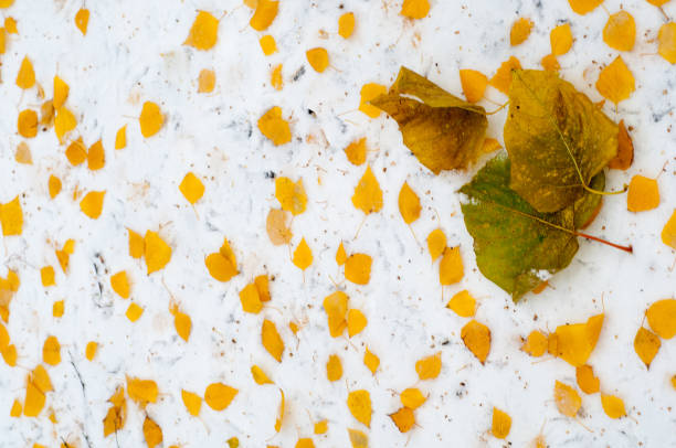 istock Leaves autumn snow texture 948383658