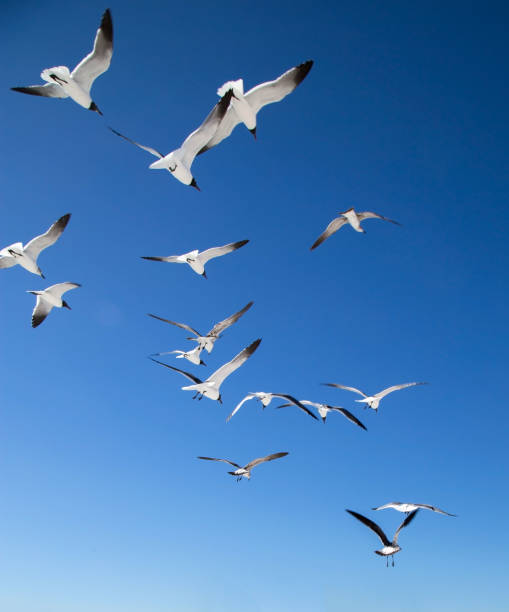 istock Flock Of Seagulls 948383834