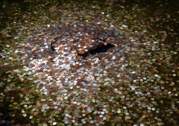 Japanese Coin in a Wishing Pool stock photo