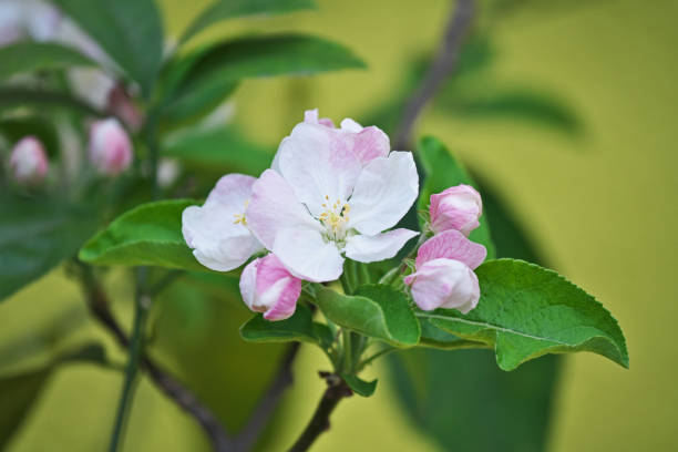 istock flower of the apple 948388046