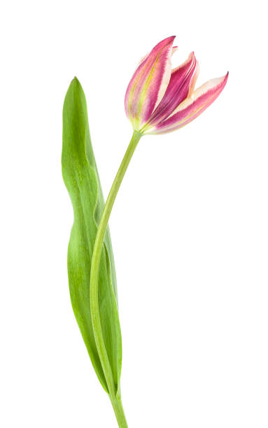 istock Single tulip flower isolated on white background 948391630