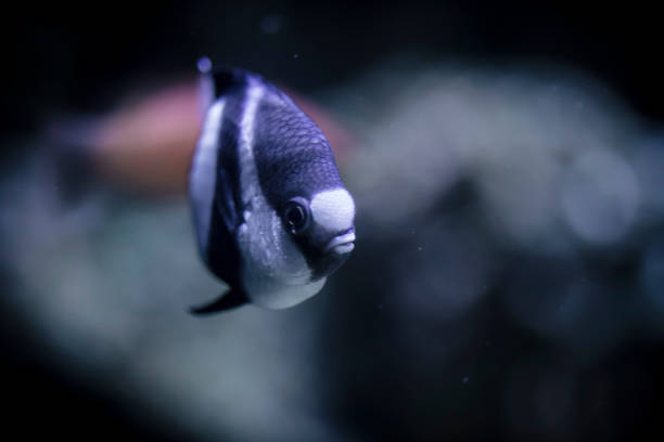 istock Striped tropical fish  macro detail on a dark fish tank 948391848