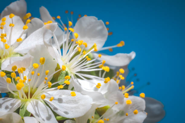 White flowers of the cherry blossoms