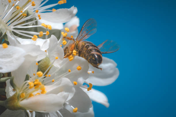 istock A bee collecting pollen from flowers of apple 948396018
