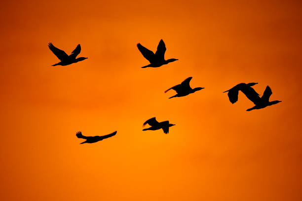 istock birds flying in the sunset 948396522