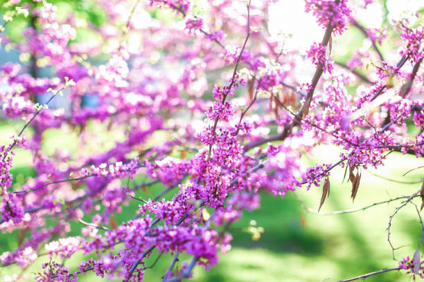 istock Tree in blossom in park, close up branch with flowers 948396998
