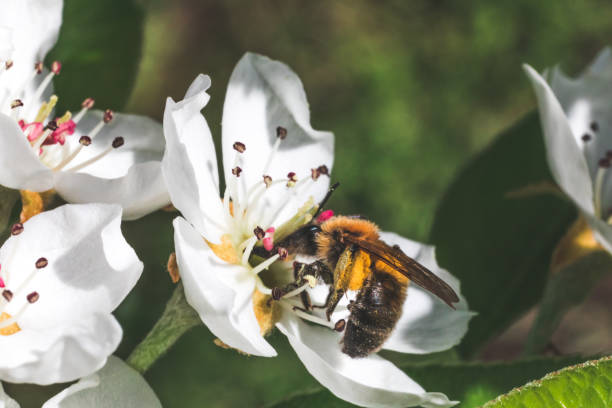 una abeja recolectando polen de flores de manzana - bee apple tree flower single flower fotografías e imágenes de stock