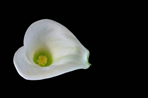 istock Calla with black background - from above - Zantedeschia aethiopica 948402742