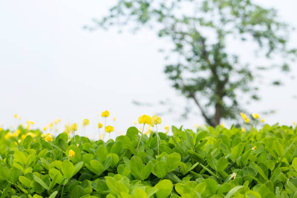Yellow little flower on green grass background, stock photo