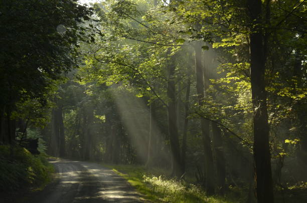 istock Road in the woodland 948403094