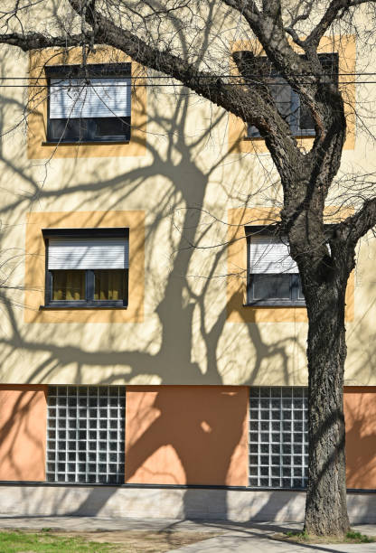 istock Shadow of a tree on the wall of a building 948410874