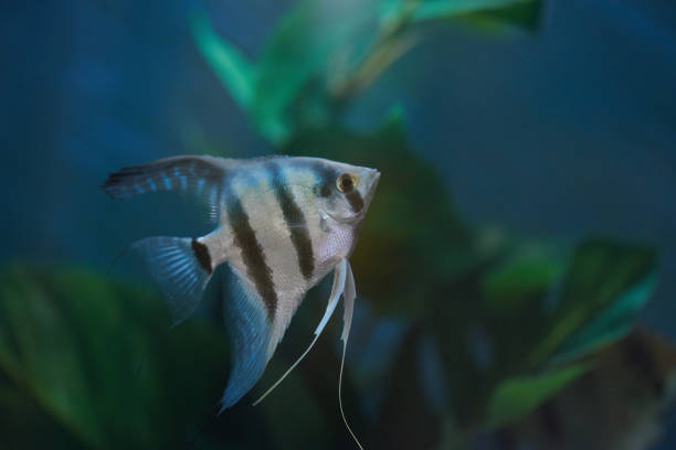 istock Colorful aquarium with fish background 948411158