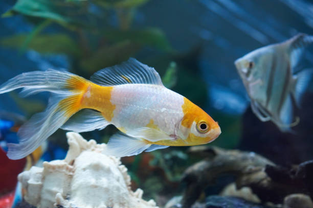 istock Colorful aquarium with fishes 948411202