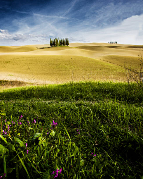 cypress trees in val d'orcia - val tuscany cypress tree italy imagens e fotografias de stock