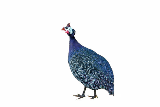 Guinea fowl (Numida meleagris) isolated on white background Guinea fowl (Numida meleagris) isolated on white background guinea fowl stock pictures, royalty-free photos & images