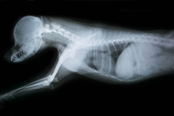 x ray of chest and head of dog x ray of chest and head of dog animal spine stock pictures, royalty-free photos & images