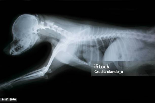 Рентген собаки фото Рентген собаки фото