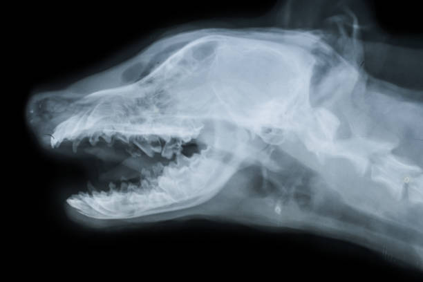 radiographie du crâne de chien - cerveau danimal photos et images de collection