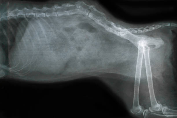 x ray for spine of dog