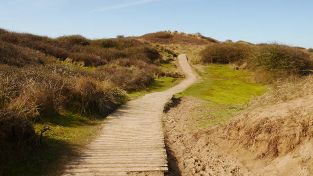 Boardwalk Path in Sand Dunes Boardwalk path leading upwards into the distance amongst sand dunes at Braunton Burrows, Devon, England braunton stock pictures, royalty-free photos & images