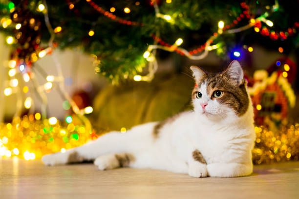 istock Big spotted cat without rocks near the Christmas tree 948416432