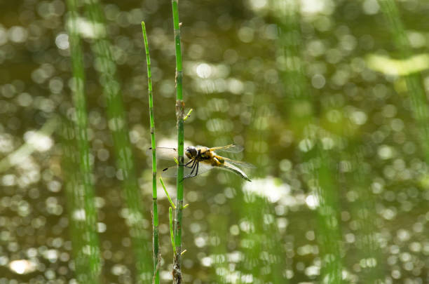 Summer dragonfly called mosaic darner sits on the stem of the horsetail on a beautiful shiny background