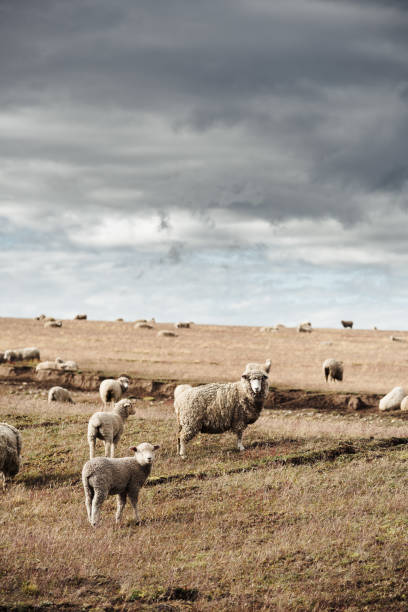 istock sheep livestock in argentina 948417038