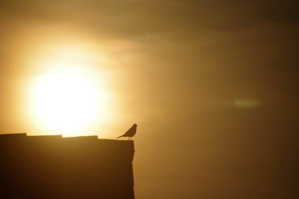 istock Early songbird 948417226