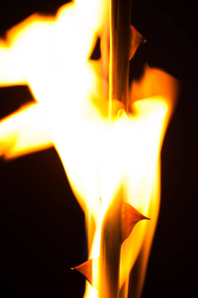 istock Beautiful picture with one beautiful flower on fire 948420522