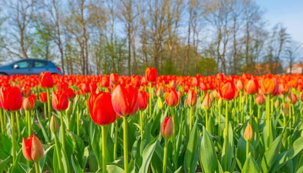 istock Field with colorful tulips below a blue sky in spring 948424356