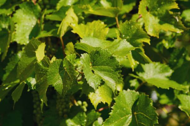 istock close-up of grape branches and leaves 948424626