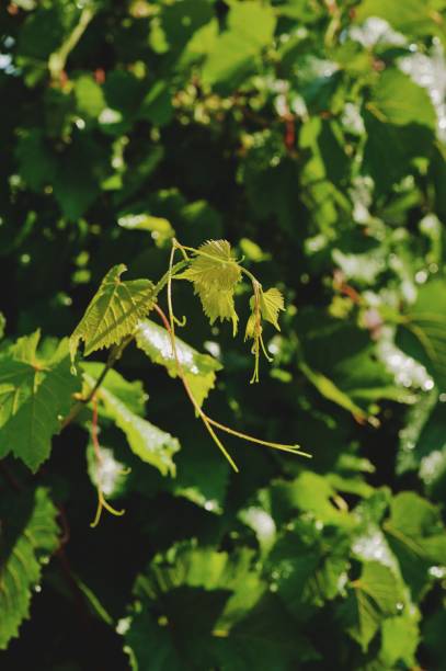 istock close-up of grape branches and leaves 948424830