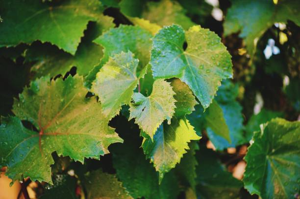 istock close-up of grape branches and leaves 948424904