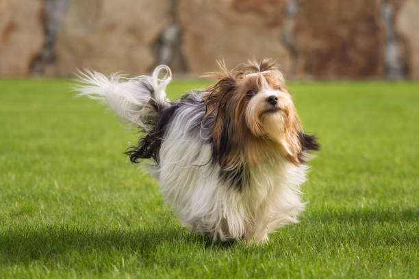 istock A little Yorkshire Terrier is playing outside in the garden 948425736