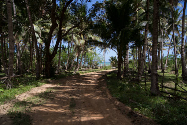 istock Palm trees in the island 948426034