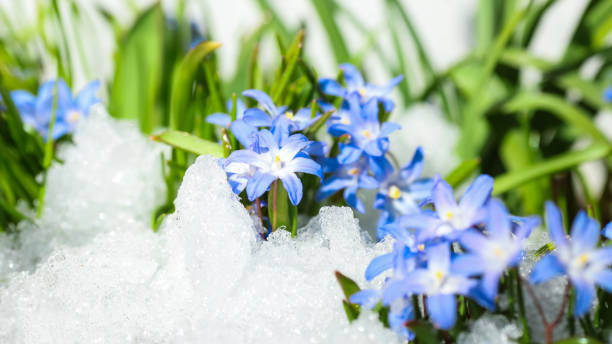 istock Flower Chionodoxa in the snow 948426380